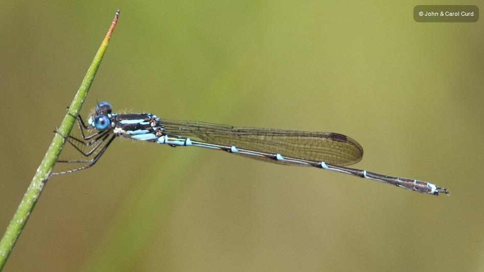 J17_4754 Austrolestes colensonis male.JPG